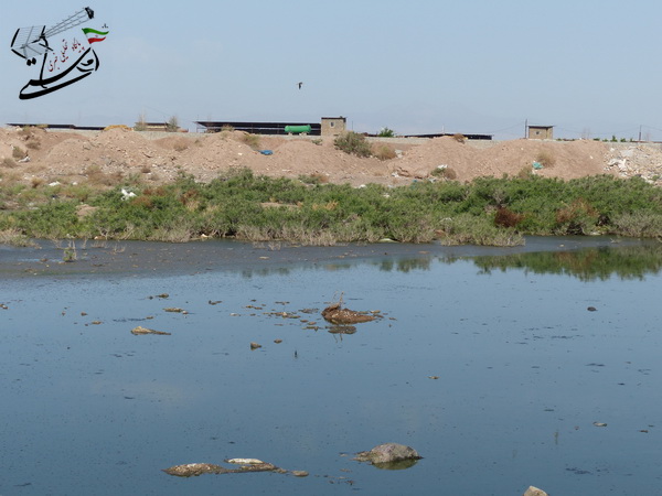 تخلیه غیربهداشتی فاضلاب در چند متری منازل مردم رفسنجان (3)