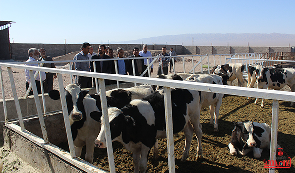 افتتاح پروژه پرورش گوساله در خنامان رفسنجان2