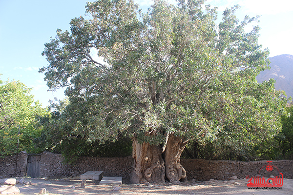 درخت کهنسال روستای اودرج رفسنجان