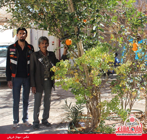 درخت پرتقال در خانه شهروند رفسنجانی(خانه خشتی)
