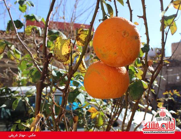 درخت پرتقال در خانه شهروند رفسنجانی(خانه خشتی)7
