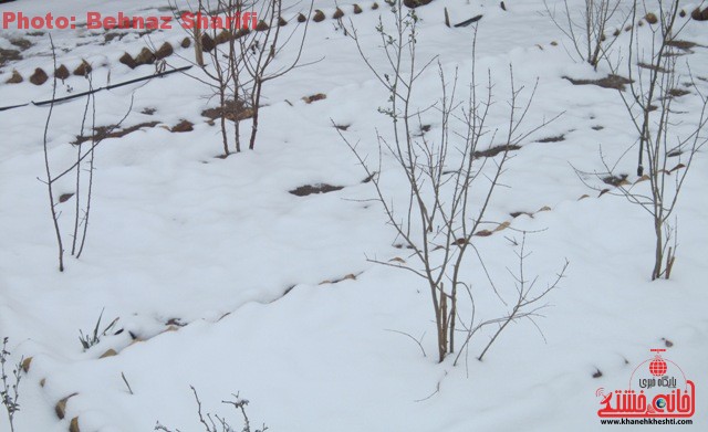 برف زمستانه در رفسنجان_خانه خشتی