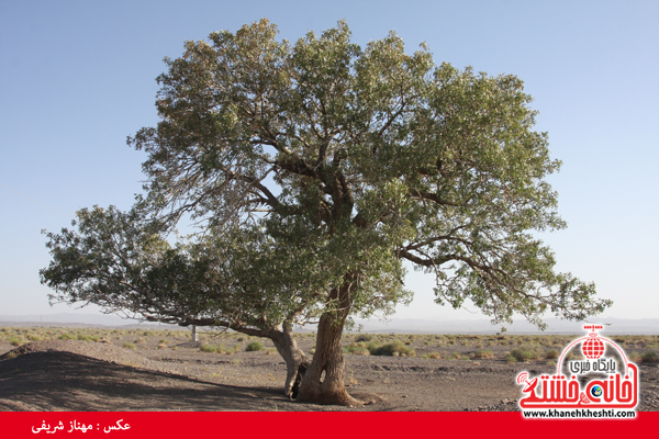 درخت کهنسال-ناصریه-رفسنجان-خانه خشتی (۱۴)