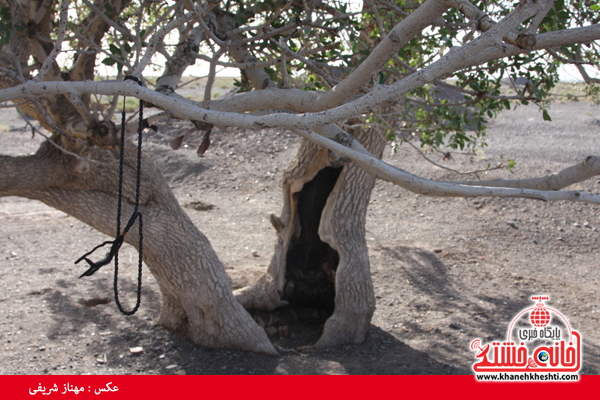 درخت کهنسال-ناصریه-رفسنجان-خانه خشتی (۴)