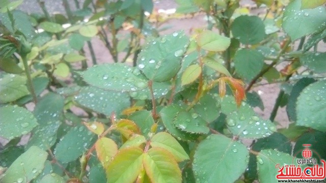 باران بهاری-خانه خشتی-رفسنجان