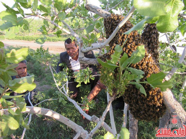 طبیعت عجیب نوق-خانه خشتی-رفسنجان (۴)