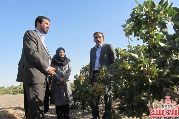 بازدید فرماندار از چندین طرح موفق کاشت و تولید محصول پسته