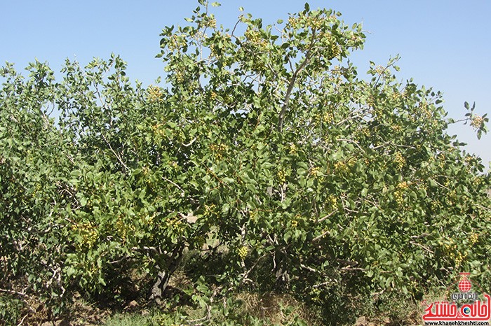 پسته رفسنجان