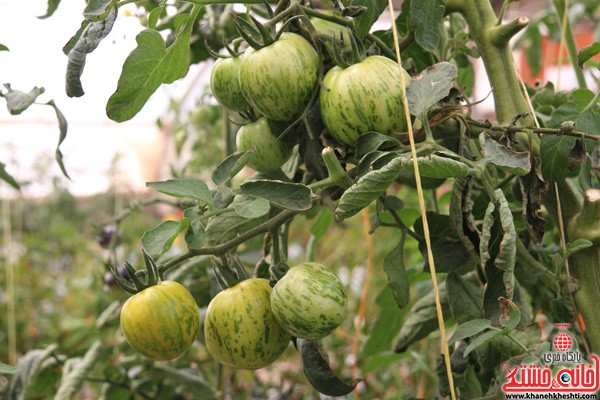 تولید گوجه سیاه در گلخانه کفایی رفسنجان