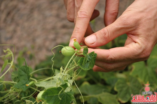 تولید گوجه سیاه در گلخانه کفایی رفسنجان