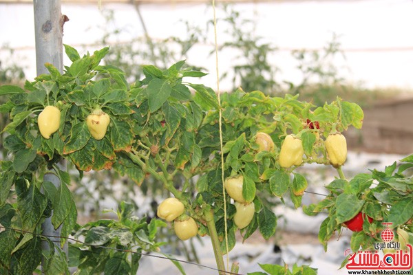 تولید گوجه سیاه در گلخانه کفایی رفسنجان
