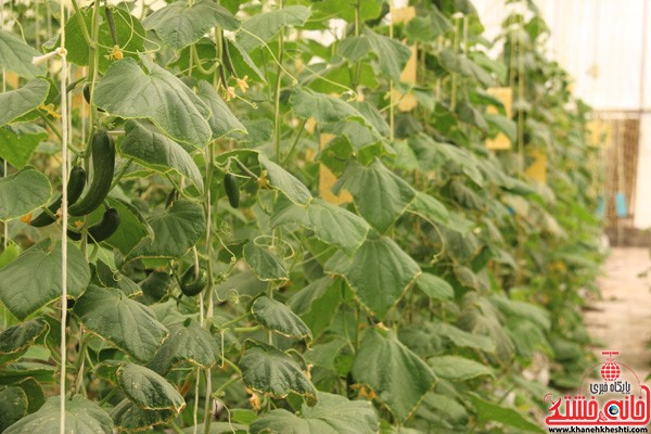 تولید خیار سبز در گلخانه کفایی رفسنجان