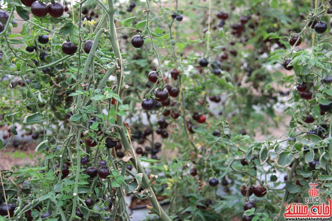 بازدید مسئولین از گلخانه کفائی رفسنجان 