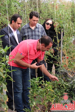 بازدید مسئولین از گلخانه کفائی رفسنجان 