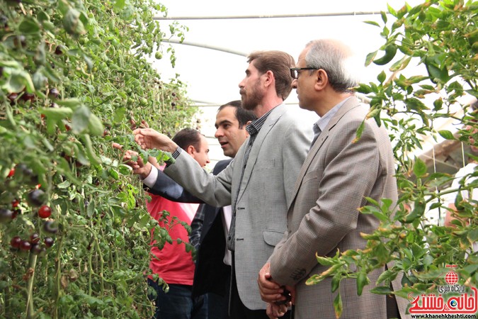 بازدید مسئولین از گلخانه کفائی رفسنجان 