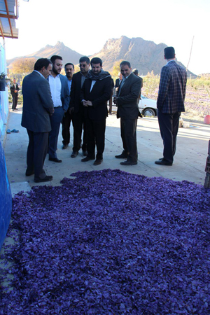 بازدید فرماندار رفسنجان از روند برداشت زعفران در خنامان