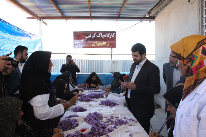 بازدید فرماندار رفسنجان از روند برداشت زعفران در خنامان