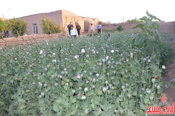  ‌امحا بیش از ۱۲ هزار گرز خشخاش در رفسنجان