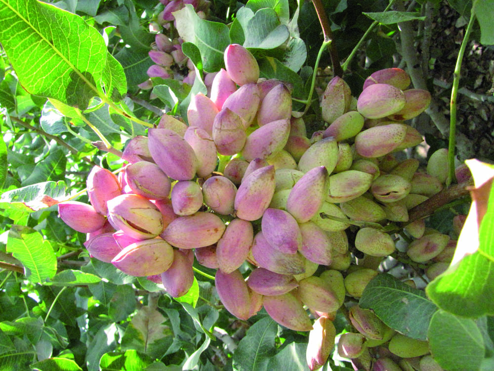 درمان بیماریهای قارچی درختان پسته در رفسنجان برای اولین بار در کشور