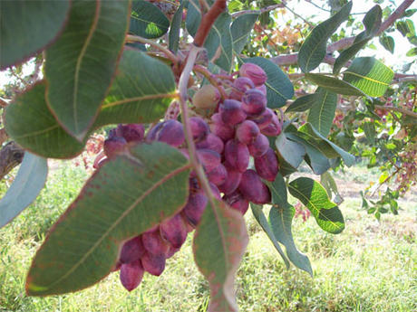 برداشت پسته بیش از ۸۰ هزار هکتار زمین پسته در رفسنجان آغاز شد.