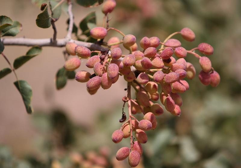 رفسنجان میزبان همایش ملی پسته