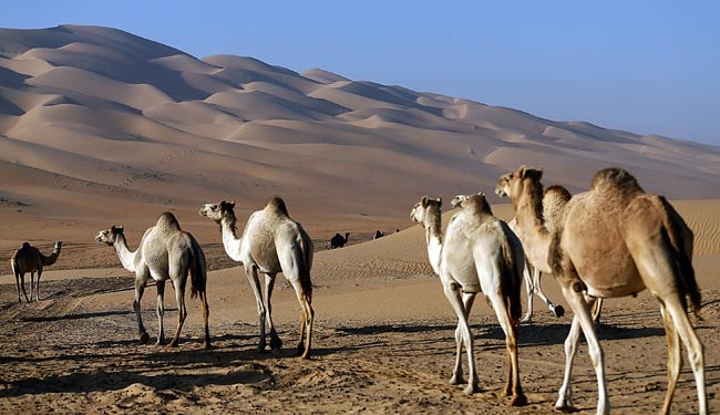 اثبات نقش شتر در انتقال ویروس مرگبار