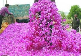 رفسنجان از گلهای محمدی عطرآگین شد