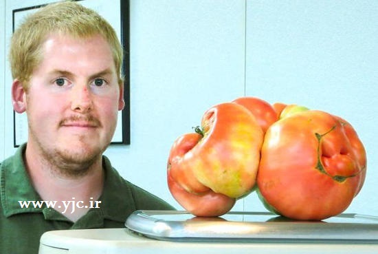 بزرگترین گوجه فرنگی دنیا +عکس