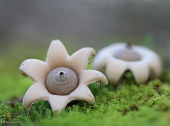 دنیای قارچ ها/گزارش تصویری