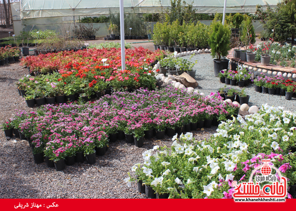 نمایشگاه گل و گیاه در نهالستان شهرداری رفسنجان برپا شد+عکس