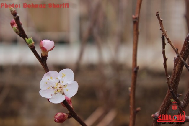 تصاویری از شکوفه های بهاری در رفسنجان
