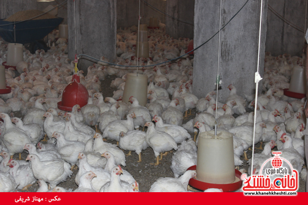 کارگاه پرورش مرغ در رفسنجان راه اندازی شد