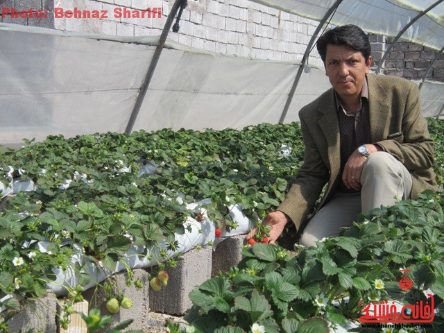 کشت توت فرنگی به روش هیدروپونیک در گلخانه شهرداری برای اولین بار در رفسنجان+عکس