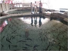 پرورش ماهی خاویار در شهرستان رفسنجان آغاز شد