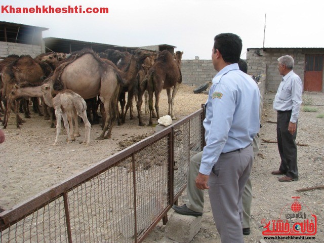 توقیف فروش غیرمجاز ۲۵ شتر برای اولین بار در رفسنجان