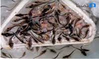 رها سازی ۴۶۰۰ قطعه بچه ماهی یارانه ای در رفسنجان
