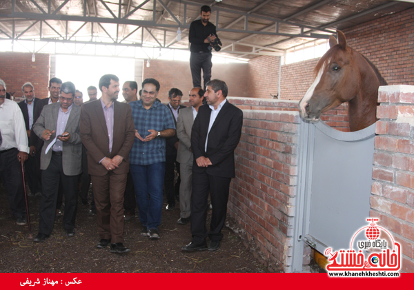 کارگاه پرورش اسب در رفسنجان افتتاح شد + عکس