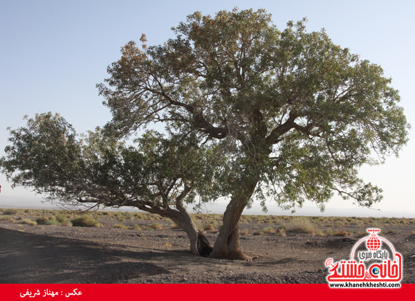 درخت آرزوهای رفسنجان در انتظار توجه میراث فرهنگی + عکس