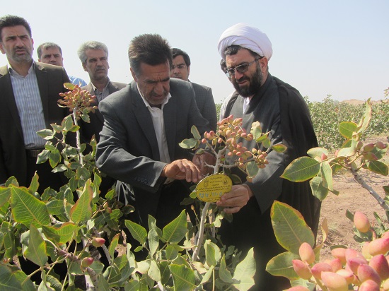 پلاک گذاری ۷۰ اصله درخت پسته برای زکات در روستای عرب آباد رفسنجان / تصاویر