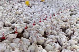 نیمی از مرغ استان کرمان در رفسنجان تولید می شود