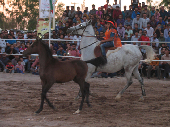 اختتامیه اولین جشنواره شو اسب سواره شهر صفاییه برگزار شد / تصاویر