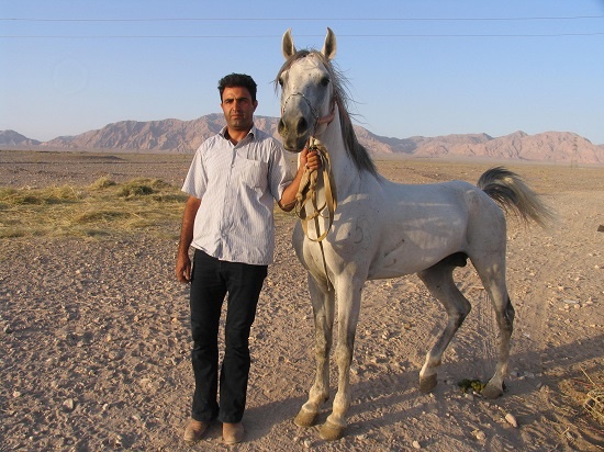 جوان رفسنجانی با اسب پرنده قهرمان استان شد + عکس