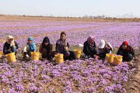 برداشت بیش از ۴۰ کیلوگرم زعفران از مزارع شهرستان رفسنجان