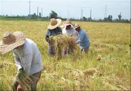 ۹ هزار نفرعضو صندوق عشایری و روستایی رفسنجان