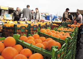 ۴۵۰ تن پرتقال و سیب مورد نیاز شب عید در شهرستان رفسنجان پیش بینی شده است