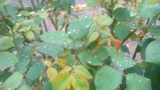 اولین باران بهاری در رفسنجان / بارش تا پایان وقت امروز ادامه دارد