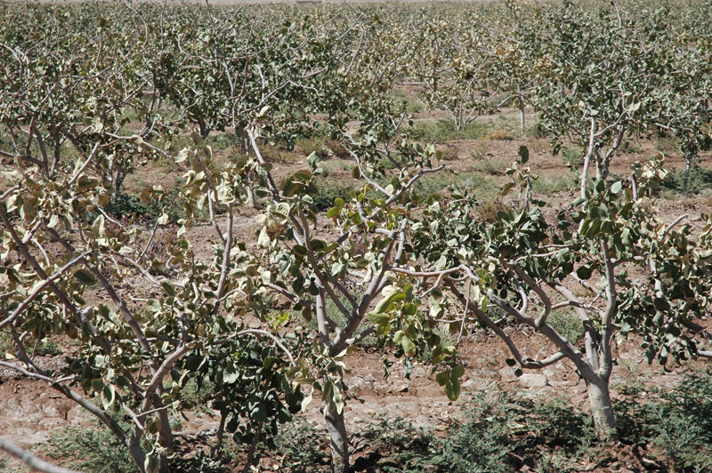 خطر سرمازدگی تا اوایل اردیبهشت وجود دارد