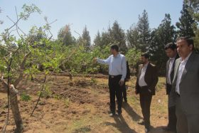 حمید ملانوری فرماندار رفسنجان به همراه مسئول جهاد کشاورزی از مرکز رشد فناوری تخصصی پسته بازدید کرد.