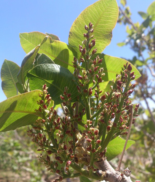 بهترین روش مبارزه با سرمای بهاره  ایجاد دود در سطح باغات پسته است