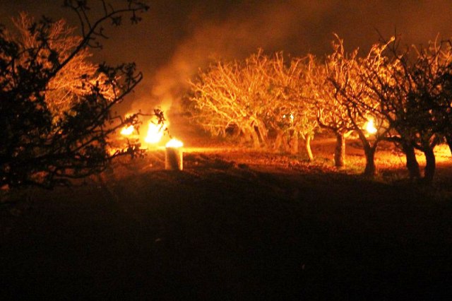 تصاویری از تلاش کشاورزان برای مقابله با سرمازدگی درختان پسته در رفسنجان و انار